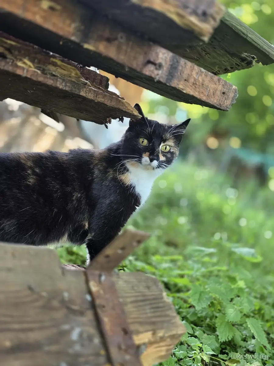 Calico cat peeking out from under a wooden shed