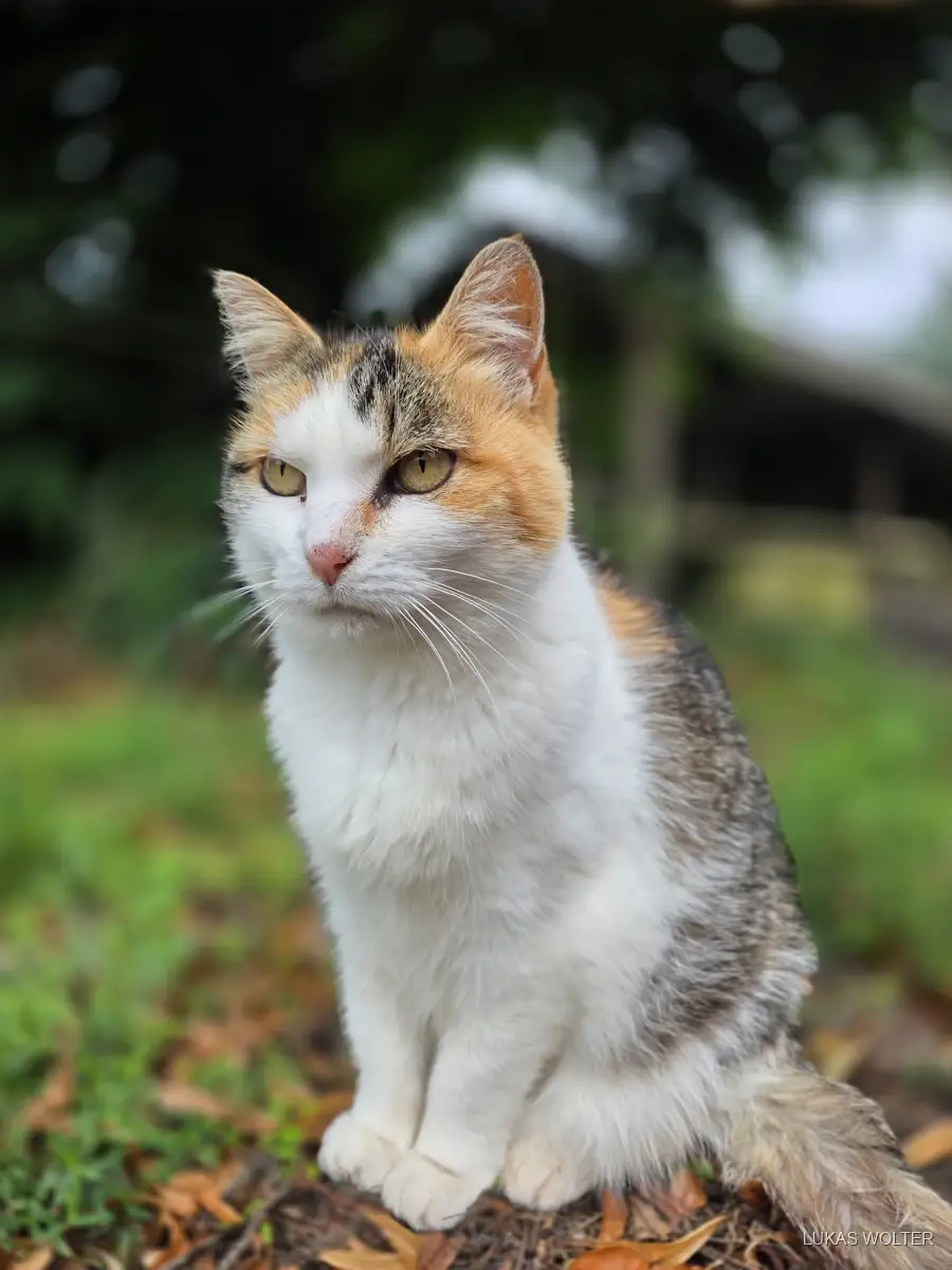 Calico cat sitting in the garden