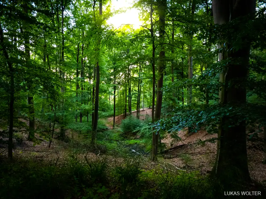 Forest clearing backlit by the sun