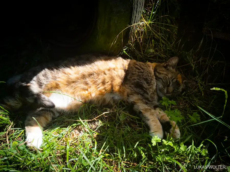 Cat in long grass