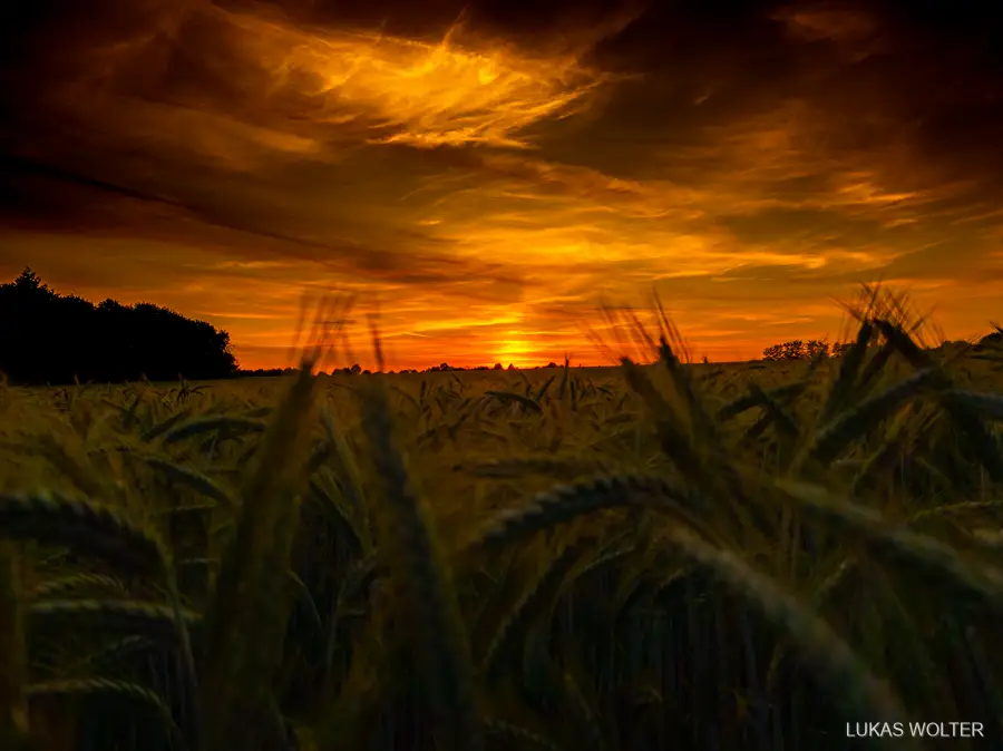 Cornfield against a red evening sky