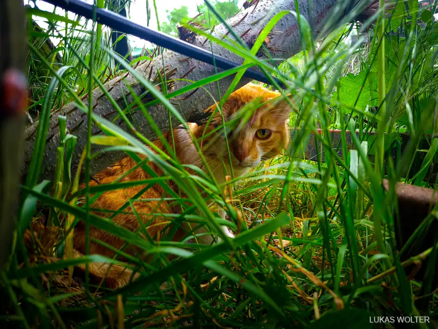Ginger cat among blades of grass